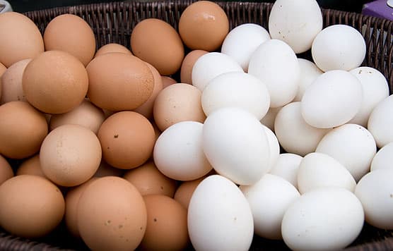 Fresh Chicken Brown and White Eggs_ best price_